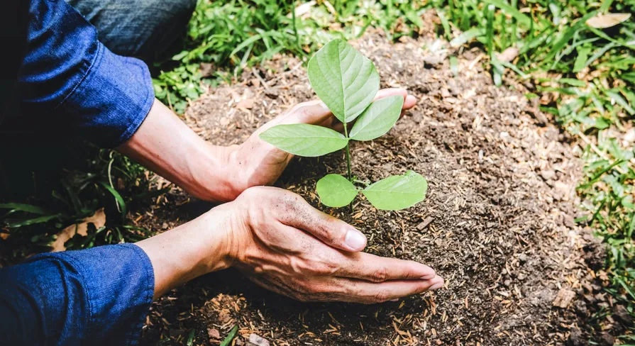 Reforestation Project